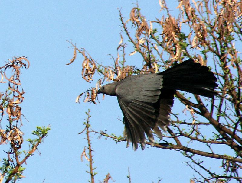 kwe-voel vlieg.jpg - Kyk net hoe vlieg ek....